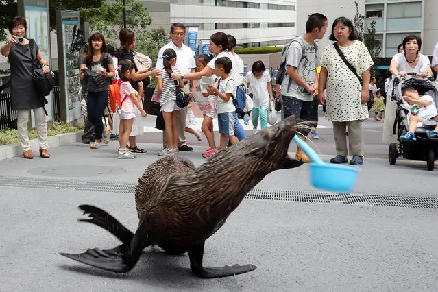 10-year-old female sea lion “Shakitto” uses a ladle to sprinkle water onto the pavement to cool down with a female animal trainer in yukata dress at the Aqua Park Shinagawa aquarium in Tokyo on Thursday, August 11, 2016. Tokyo's temperature soared over 32 degree Celsius. (Photo by Aflo/Splash News)