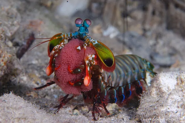 Peacock Mantis Shrimp