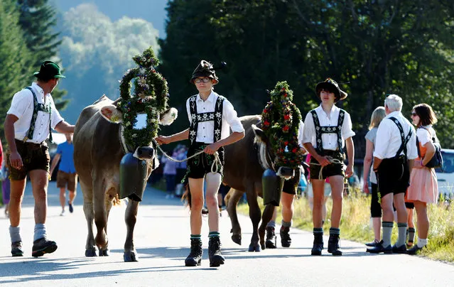 Bavarian farmers escort cows during the traditional “Almabtrieb” in Bad Hindelang, Germany, September 10, 2016. (Photo by Michaela Rehle/Reuters)