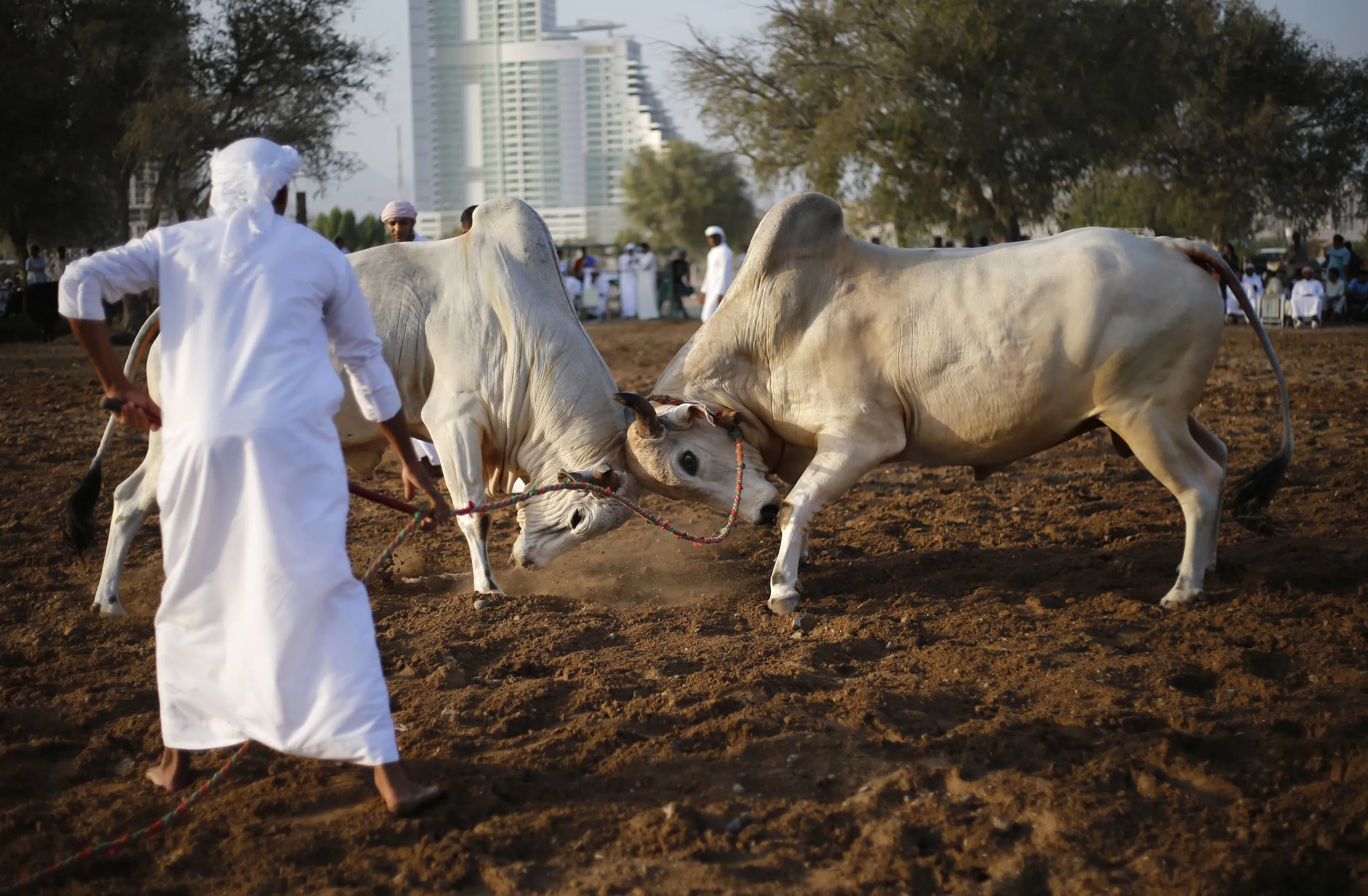 Сельское хозяйство саудовской аравии. Объединённые арабские эмираты сельское хозяйство. Сельское хозяйство ОАЭ скотоводство. Сельское хозяйство в ОАЭ 2020.