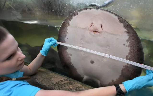 A River stingray is measured by zookeeper Teresa Heusmann during the annual inventory at the Sealife in Hannover, Germany, January 11, 2018. (Photo by Holger Hollemann/DPA via AP Photo)