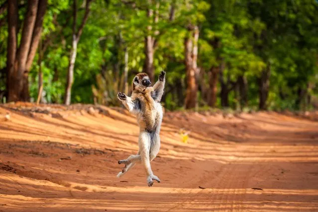 The Sifaka jumps along the road. (Photo by Shannon Wild/Caters News Agency)