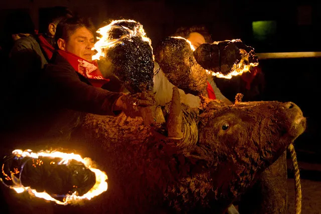 A man restrains a bull as another ignites flammable balls attached to the bull's horns during the “Toro de Jubilo” fire bull festival on November 16, 2014 in Medinaceli, Spain. Toro de Jubilo, a Fire Bull festival, is an ancient tradition held annually at midnight in the Spanish town of Medinaceli. (Photo by Gonzalo Arroyo Moreno/Getty Images)
