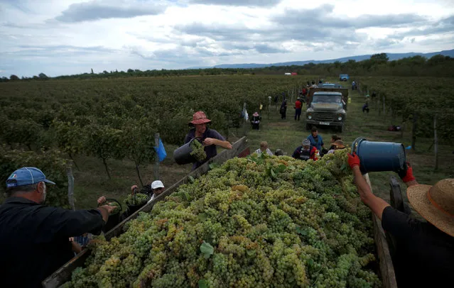 Workers load a trailer with grapes for wine during harvest in the village of Lomistsikhe, in Kakheti region, Georgia, September 28, 2016. (Photo by David Mdzinarishvili/Reuters)