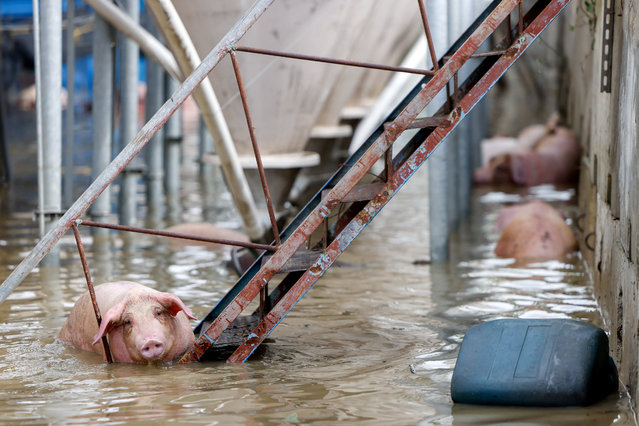 Pigs in floodwater can be seen at a farm in Chiayi, Taiwan on July 29, 2025. (Photo by Ann Wang/Reuters)