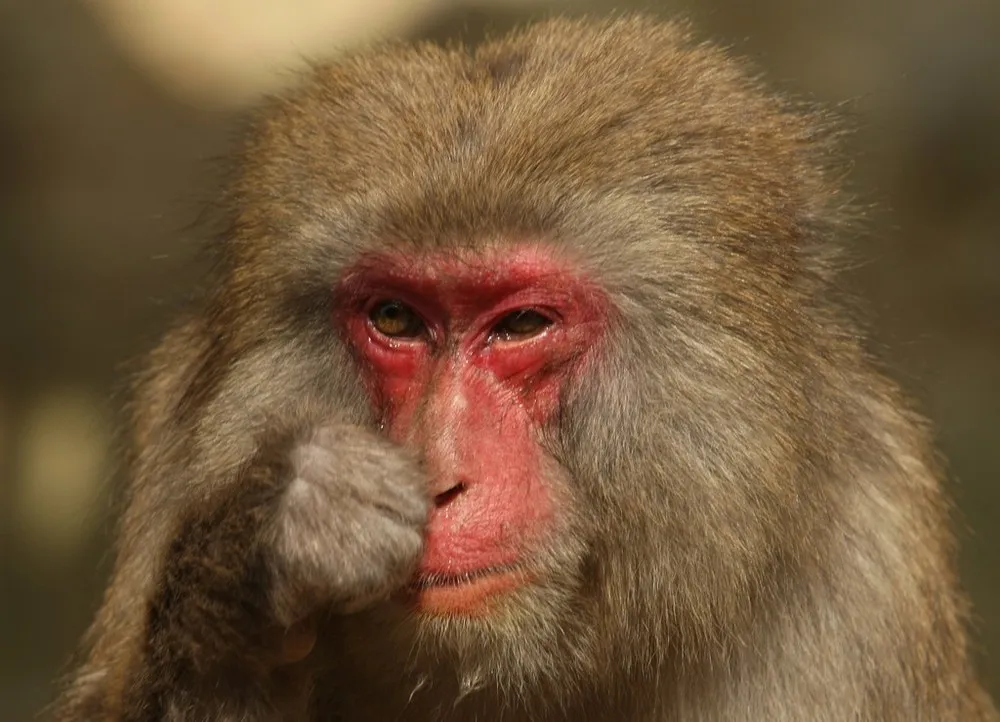 Japanese Macaque Monkeys Suffer Hay Fever