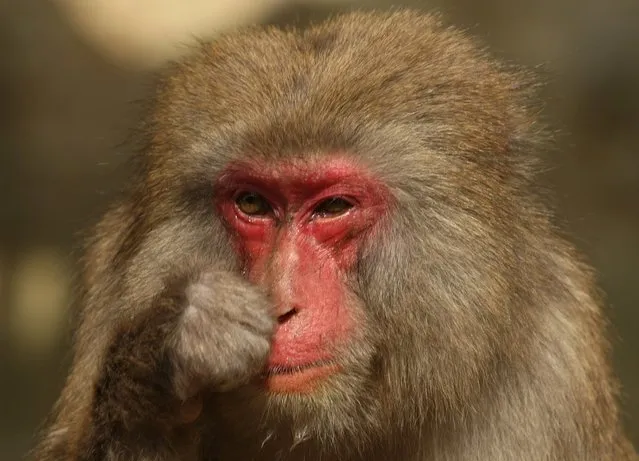 Japanese macaque monkey scratches her noses while suffering an allergy to pollen from the cedar tree at Awajishima Monkey Centre on March 17, 2013 in Sumoto, Japan. Many monkeys are suffering the effects of hay fever at this time of the year, with the typical symptoms being the same as with humans.  According to Awajishima Monkey center this year hay fever is higher than last year, the pollen season is from February to April.  (Photo by Buddhika Weerasinghe)