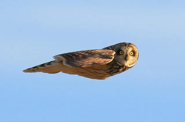 A Short-Eared Owl caught in flight in Portland, England on February 20, 2018. The bird is over-wintering on the South Coast before returning North. (Photo by Nick Dibben/Cover Images)
