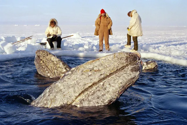 Barrow, Alaska, October 18, 1988, three California gray whales surface in a small breathing whole near Barrow as they fight for survival. Tuesday, the whales became trapped when the Arctic Ocean ice closed in. North Slope Broough Biologists Geoff Carroll, left, and Craig George, right, take notes while David Weber calls out resperations of the whales. (Photo by Jack Smith/AP Laserphoto)