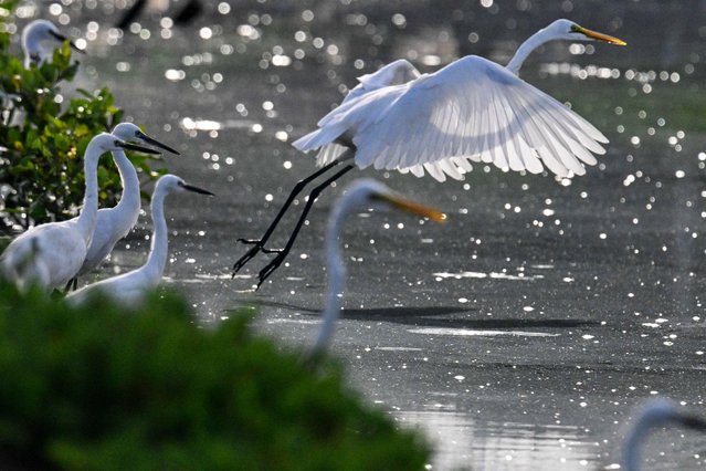 An egret takes flight beside a body of water in Banda Aceh, Indonesia on September 13, 2025. (Photo by Chaideer Mahyuddin/AFP Photo)