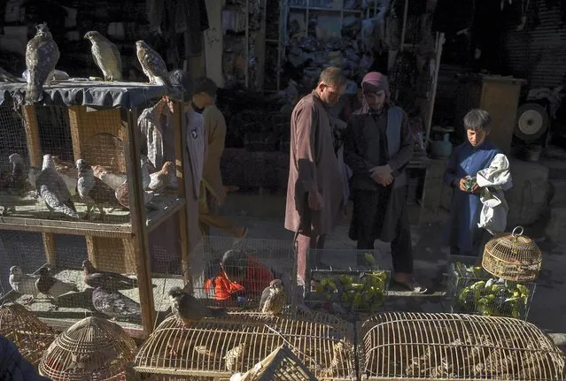 People look at birds for sale at a bird market in Kabul October 20, 2020. (Photo by Wakil Kohsar/AFP Photo)