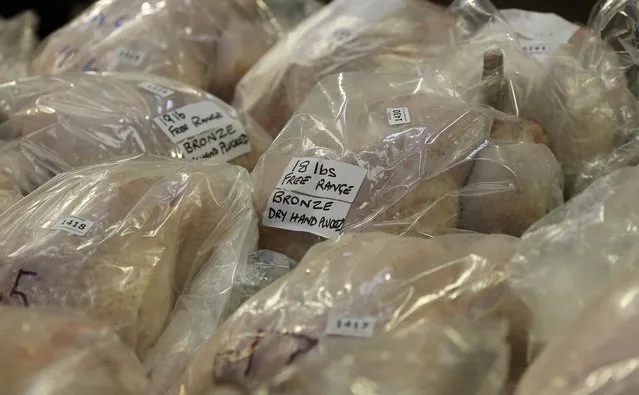 Turkeys are displayed ready to be sold during the Turkey and dressed poultry auction at Chelford Market, northern England December 22, 2014. (Photo by Phil Noble/Reuters)