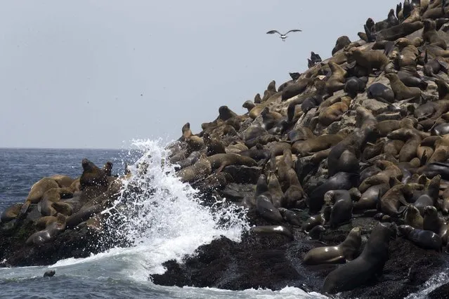 Hundred of sea lions rest on Palomino Islands, near the port of Callao, Peru, Friday, October 14, 2016. (Photo by Martin Mejia/AP Photo)
