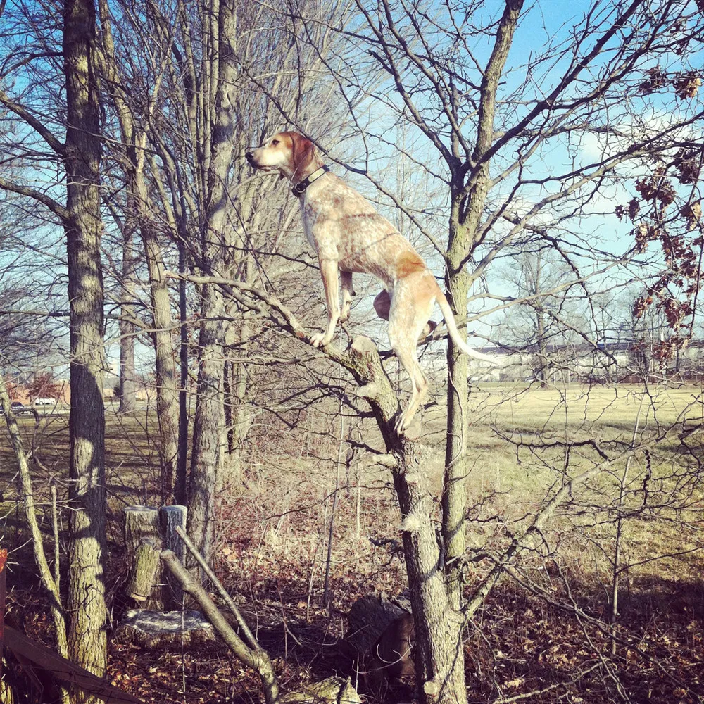 Maddie The Coonhound by Theron Humphrey