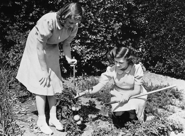 The Princesses Elizabeth, left, and Margaret Rose, right, daughters of King George and Queen Elizabeth of England, inspect tomatoes which they have grown in their own garden, September 8, 1943, London, England. (Photo by AP Photo)