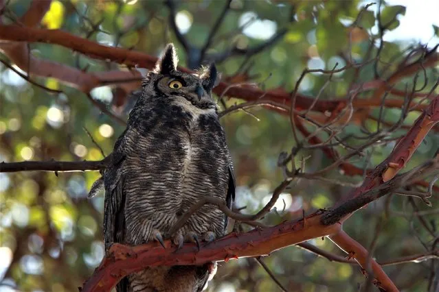 A Great-Horned owl looks towards its nestlings from an arbutus tree in Beacon Hill Park in Victoria, British Columbia, Tuesday, March 28, 2023. (Photo by Chad Hipolito/The Canadian Press via AP Photo)