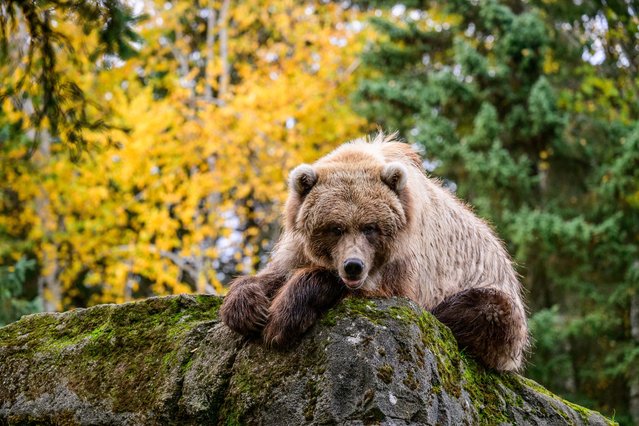 Juniper, a Coastal Brown Bear (Ursus arctos gyas), watches her surroundings in Seattle, Washington on October 16, 2025. As the leaves change, a bear's activity levels change as well. Gone are the hyperactive days of hyperphage, where bears are in a constant state of hunger. As we get closer to winter, bears lounge, play, and ponder their surroundings as they wind down into a state of torpor. Bears that have enough food do not hibernate but will become inactive. (Photo by Shane Srogi/ZUMA Press Wire/Rex Features/Shutterstock)