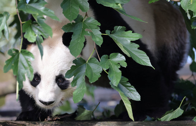 Seventeen-year-old male panda Yuan Zi plays inside his enclosure at France's Beauval Zoo as he prepares to enter quarantine before being shipped back to China, in Saint-Aignan, France, on October 24, 2025. (Photo by Christian Hartmann/Reuters)