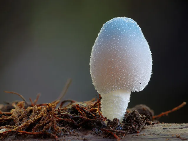 Blue fungi (Leratiomyces sp.). (Steve Axford)