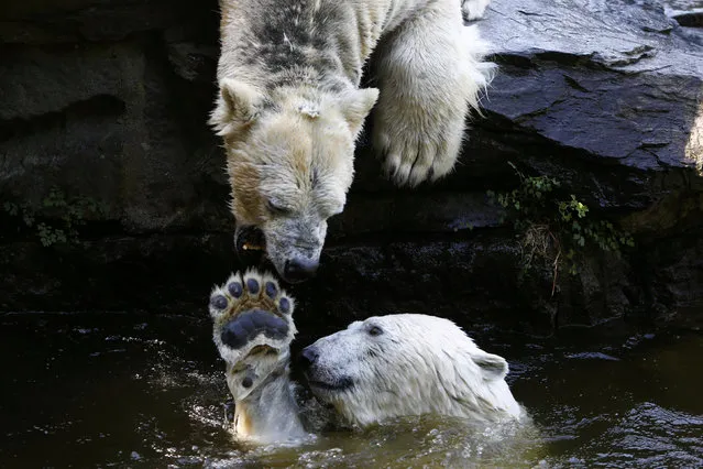Polar bears play in the water in the Tierpark Zoo in Berlin, Germany, May 8, 2018. (Photo by Michele Tantussi/Reuters)