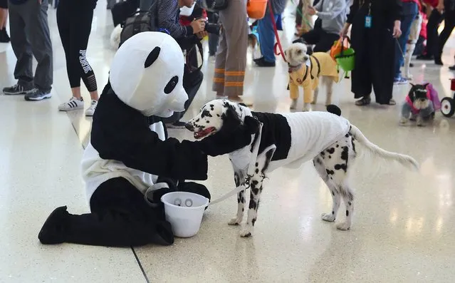 Dressed as a Panda, Marwick Lane takes a rest with his Dalmatian Kai from walking through the international departures terminal at Los Angeles International Airport in Los Angeles, California on October 28, 2016. The dogs from Pets Unstressing Passengers (PUP) were dressed up by their volunteer owners working in conjunction with LAX to help de-stress travellers in the second annual PUP “Howling” Halloween parade. (Photo by Frederic J. Brown/AFP Photo)