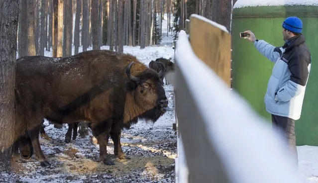 A visitor takes a picture of a European bison in a forest of the Nalibokskaya Pushcha Reserve, near the village of Rum, west of Minsk, January 6, 2015. (Photo by Vasily Fedosenko/Reuters)