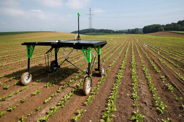 The prototype of an autonomous weeding machine by Swiss start-up ecoRobotix is pictured during tests on a sugar beet field near Bavois, Switzerland May 18, 2018. (Photo by Denis Balibouse/Reuters)