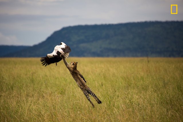 “Leopard Hunting a Stork”. “One-shot capture. I watched the leopard stalking the stork, I only had time to focus at 400mm, no time to change to high speed, I watched the stork, and as soon as it flapped its wings, I shot one shot”. (Photo by Paul Rifkin/National Geographic Travel Photographer of the Year Contest)