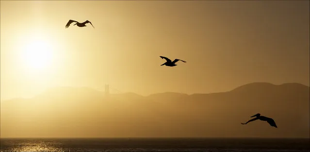 “Golden Gate Sunset”. Pelicans flying towards the Golden Gate Bridge. Location: San Francisco. (Photo and caption by Mike Stephenson/National Geographic Traveler Photo Contest)