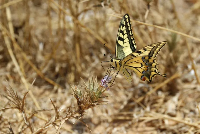 A picture taken on May 29, 2018 along the border between Israel and the Gaza Strip shows a Papilio Machaon butterfly on a thistle stem. (Photo by Jack Guez/AFP Photo)