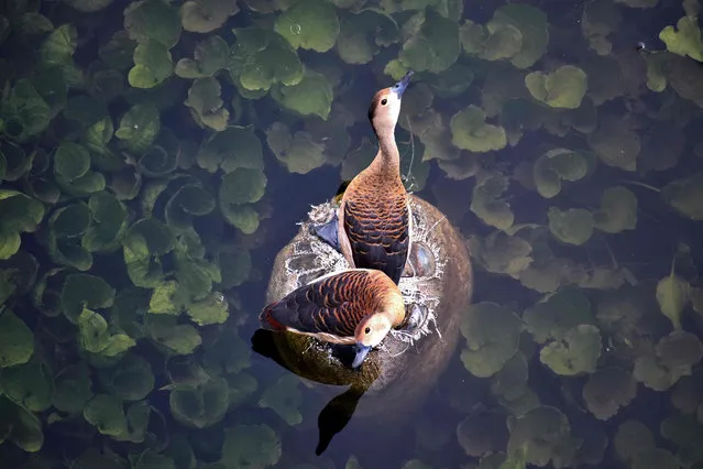 A pair of lesser whistling ducks search for food in polluted river Daya during a hot afternoon on the outskirt of Bhubaneswar on June 19, 2018. (Photo by Asit Kumar/AFP Photo)