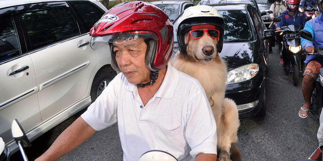 Dog lover Handoko Njotokusumo gets a lot of attention as he rides around the town with Ace, on January 12, 2015, Surabaya, Indonesia. (Photo by Jefta Images/Barcroft Media/ABACAPress)