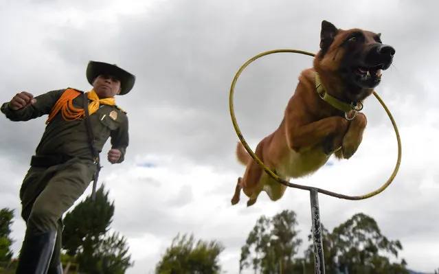 A sniffer dog jumps through hoops, during a training session at the School of Guides and Canine Training (ESGAC) in Facatativa municipality, Cundinamarca department, Colombia on July 30, 2018. Dogs have become a valuable ally of authorities in the long lasting and questioned anti- drug fight in Colombia. Dog instructors from all over the world travel to the country to learn its dog training methods. So far in 2018, 346 police dogs detected more than 200 tons of drugs for an estimated cost of 5,000 million dollars. (Photo by Raul Arboleda/AFP Photo)