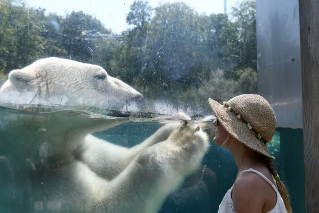 A woman looks through the glass of the enclosure of a Polar bear as he cools off in the water at the zoo in Mulhouse on August 3, 2018, as parts of Europe continue to swelter in an ongoing heatwave. (Photo by Sebastien Bozon/AFP Photo)