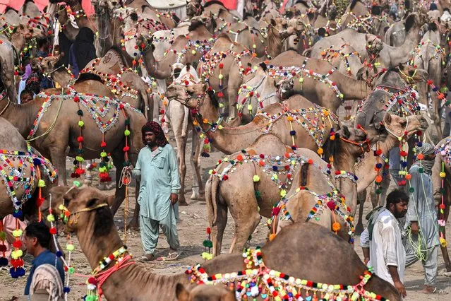 Livestock vendors and customers walk amid sacrificial camels at a cattle market ahead of the Muslim festival of Eid al-Adha in Lahore on June 25, 2023. (Photo by Arif Ali/AFP Photo)