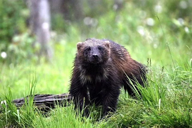 A wolverine (Gulo Gulo) looks for food in the Finnish taiga in Hukkajarvi area, Eastern Finland near Russian border, on July 4, 2023. (Photo by Olivier Morin/AFP Photo)