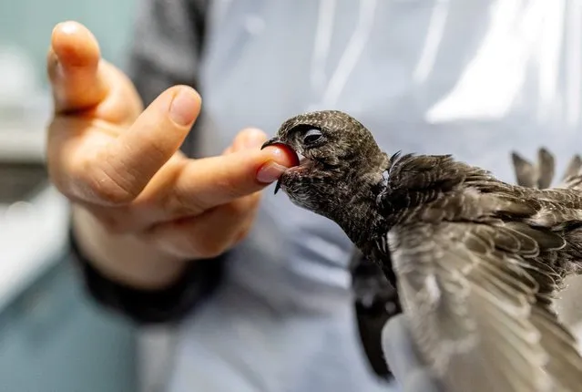 A volunteer feeds a swift chick after it was found on the ground during a heatwave and given to the Centre Ornithologique de Readaptation in Genthod near Geneva, Switzerland on July 25, 2023. (Photo by Denis Balibouse/Reuters)
