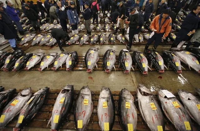 Wholesalers check the quality of fresh tuna displayed at the Tsukiji fish market before the New Year's auction in Tokyo, Japan, January 5, 2016. (Photo by Toru Hanai/Reuters)