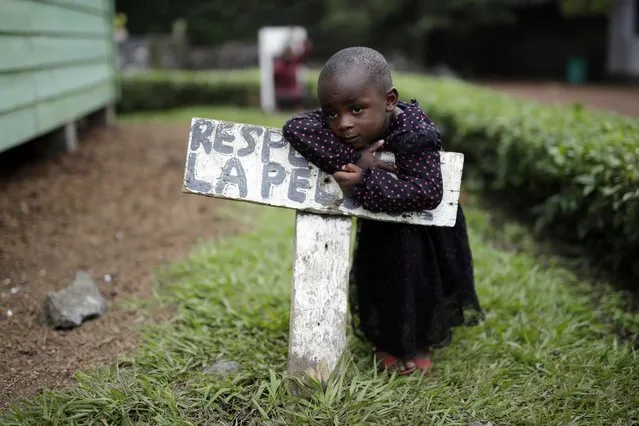 In this photo taken on Monday, June 20, 2016, Rachel Wanimigabo, three, rests on a sign reading “respect the grass” at the En Avant Les Enfants INUKA center in Goma, Democratic Republic of Congo. Rachel's mother died giving birth to her youngest brother in April 2016. Her father disappeared. (Photo by Jerome Delay/AP Photo)