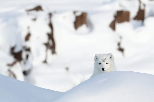 An Arctic fox is seen on Alexandra Land, an island of the Franz Joseph Land archipelago, in the Arctic Ocean during the Umka 2021 expedition organised by the Russian Geographical Society on April 3, 2021. (Photo by Gavriil Grigorov/TASS)