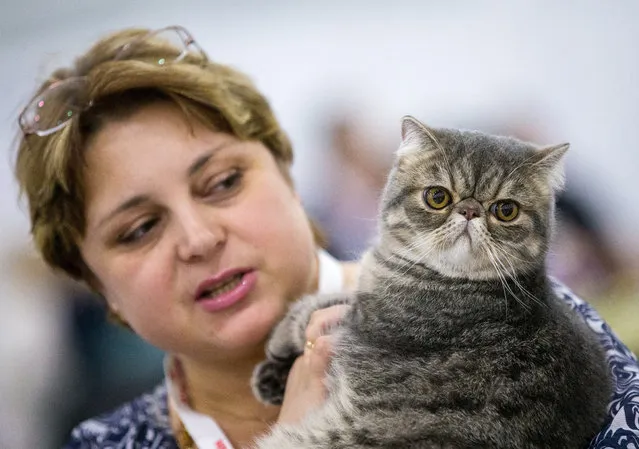 An Exotic Shorthair breed cat at the 2016 Grand Prix Royal Canin international cat show at the Crocus Expo Exhibition Center in Moscow, Russia on December 4, 2016. (Photo by TASS/Barcroft Images)