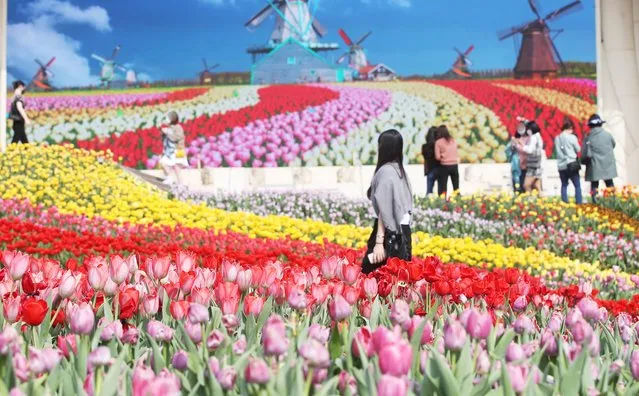 People walk through a field of tulips in full bloom at the Everland amusement park in Yongin, south of Seoul, South Korea, 26 March 2021. (Photo by Yonhap/EPA/EFE)