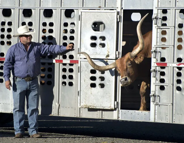 Reno Rosser releases one of the 52 Texas longhorn steers which were lead across the Tower Bridge toward the Capitol on Monday, September 23, 2013 in Sacramento, Calif as one of dozens of events set for “Farm-to-Fork Week”, which runs through September 29. (Photo by Randy Pench/AP Photo/The Sacramento Bee)