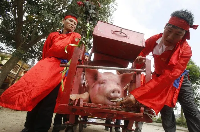 A pig is fed with food as it is carried around Nem Thuong village during a festival at the village in Bac Ninh, north of Hanoi, February 24, 2015. Organized by the villagers, the festival is held on the sixth day of the first month of the lunar calendar to worship the village's deity Doan Thuong, an anti-royal military general who lived in 13th century. Every year, thousands of people from the village and nearby villages will gather to smear the blood of the pig on their banknotes in the belief that it would bring luck in the new year. The festival is known as the most brutal in the country and is condemned by many, including some who called on the government to stop the festival. (Photo by Reuters/Kham)