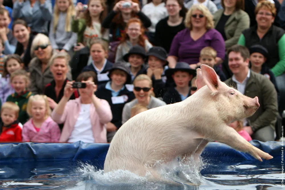 Pig Racing in Sydney