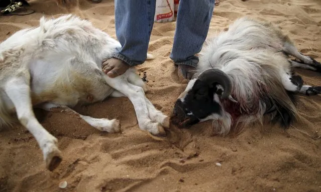 A devotee holds down a ram with his foot after killing it as a sacrifice in front of a shrine at the annual voodoo festival in Ouidah, Benin, January 10, 2016. In Ouidah, a small town and former slave port in the West African country of Benin, the annual voodoo festival gathers visitors from far and wide. (Photo by Akintunde Akinleye/Reuters)