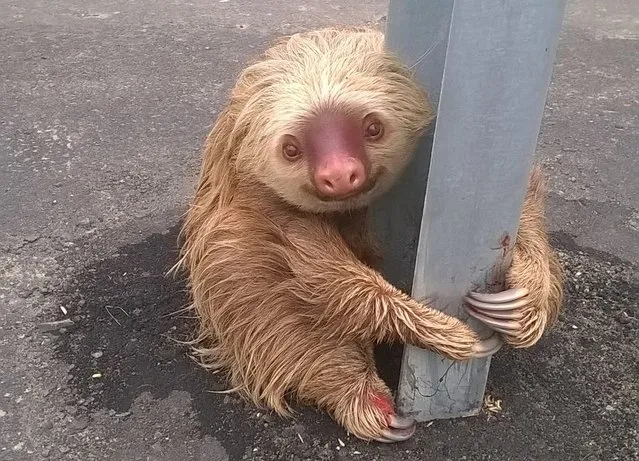 A sloth holds on to the post of a traffic barrier on a highway, in this handout photo provided by Ecuador's Transit Commission, in Quevedo, Ecuador on January 22, 2016. (Photo by Reuters/Ecuador's Transit Commission)