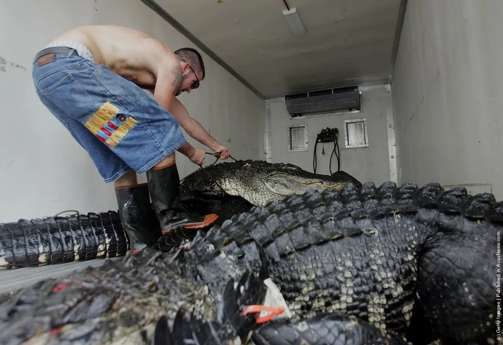 Alligator Hunting Season In Florida