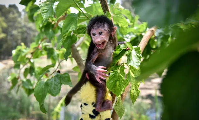 Baby baboon named “Nisan”, who was born last month and taken under protection as it was not wanted by its mother, is seen at Tarsus Nature Park in Mersin, Turkey on May 30, 2021. A special living space has been created for the baboon and it is fed with bottle. (Photo by Serkan Avci/Anadolu Agency via Getty Images)