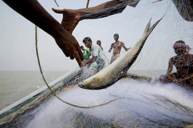 A hilsa fish is seen as fishermen pull the net on a boat near Ghoramara Island, India. Ghoramara Island, part of the Sundarbans delta on the Bay of Bengal, has nearly halved in size over the past two decades, according to village elders. (Photo by Rupak De Chowdhuri/Reuters)